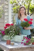 Frau bepflanzt Balkonkasten mit Pelargonium zonale Classic 'Atlantis'