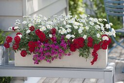 Woman planting Verbena Vepita 'Fire Red' in balcony box