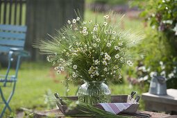 Meadow bouquet of Matricaria chamomilla (camomile) and Hordeum (barley)