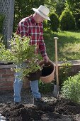 Mann pflanzt Heidelbeere mit Torf ins Beet