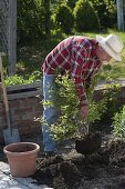 Man planting blueberry with peat in bed
