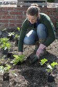 Woman planting perennials