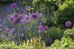 Allium 'Globemaster' (Zierlauch) in Beet mit Alchemilla (Frauenmantel)