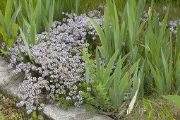 Flowering thyme (Thymus vulgare) as ground cover