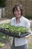 Woman brings sowing tray with young plants of Zinnia (zinnias)