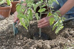 Planting tomatoes in the bed