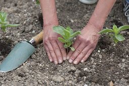 Zinnien ins Beet pflanzen