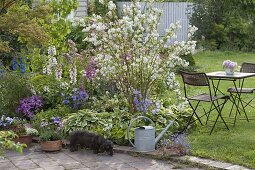 Deutzia magnifica (Maiblumenstrauch, Sternchenstrauch) in Beet mit Hosta