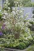 Deutzia magnifica (Mayflower bush, Star bush) in border with Hosta