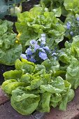 Salat (Lactuca) und Viola cornuta (Hornveilchen)