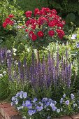 Roses and ornamental sage in a bed with clinker edging
