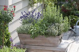 Planting the herb box