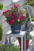 Planting potted roses in enamel buckets