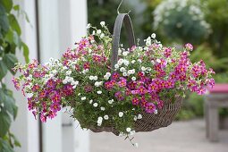 Planting in the handle basket as a hanging traffic lamp