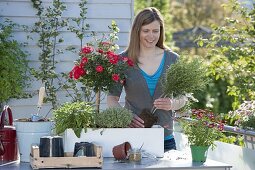 Frau bepflanzt Kasten mit Rosenstämmchen und Kräutern