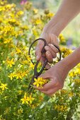 Harvest of St. John's wort