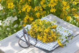 Harvest of St. John's wort