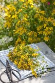 Harvest of St. John's wort