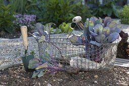 Planting red cabbage in flower bed