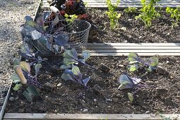 Planting red cabbage in the bed