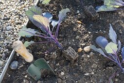 Planting red cabbage in the bed