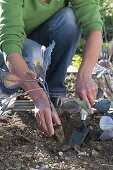 Plant red cabbage in the bed