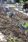 Plant red cabbage in the bed