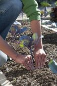 Plant red cabbage in the bed