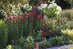 Sommerbeet mit Gehölzen und Stauden: Lychnis chalcedonica