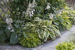 Schattenbeet mit verschiedenen Hosta (Funkien) vor Rankgerüst