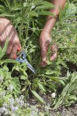 Cut back flowered sage (Salvia officinals)
