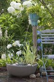 Water feature with Iris pseudacorus 'Variegata' (marsh iris), Alisma