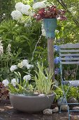 Water feature with Iris pseudacorus 'Variegata', Alisma