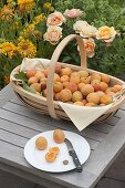 Spacer basket with freshly picked apricots (Prunus armeniaca)