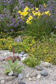 Bed with Sedum 'Immergruenchen' (Cushion Stonecrop), Oregano (Origanum)