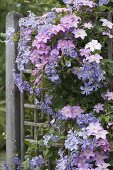 Clematis Hybride 'Perle d Azur', integrifolia 'Juuli' (Waldreben) an Rankgitt