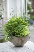 Herb bowl with chives (Allium schoenoprasum), lemon balm