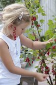 Mädchen pflückt Johannisbeeren (Ribes rubrum)