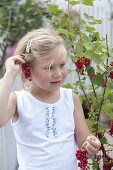 Girl picking currants (Ribes rubrum)