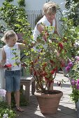 Girl and mother picking currants (Ribes rubrum)