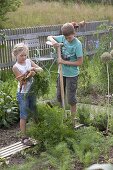Girl and boy harvesting carrots (Daucus carota)