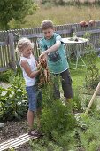 Mädchen und Junge ernten Möhren, Karotten (Daucus carota)