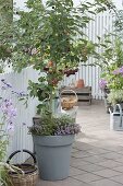 Cherry picking on the terrace