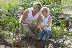 Mutter und Tochter säen Spinat (Spinacia oleracea) ins Gemüsebeet