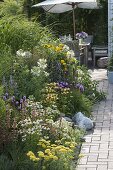 Agastache 'Summer Glow' 'Blue Fortune' (Duftnessel), Echinacea purpurea