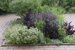 Square herb bed in clinkered area