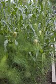 Mixed culture of fennel (Foeniculum vulgare) and sweet corn