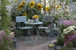 Sommer-Terrasse mit Helianthus (Sonnenblumen), Astilbe (Prachtspiere)
