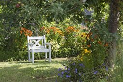 Weisser Holz-Sessel unter Apfelbaum am Beet mit Helenium