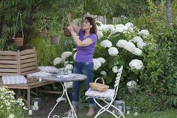 Hydrangea arborescens 'Annabelle' (shrub hydrangea), Heuchera